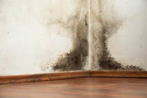 how to treat a wall against mold and mildew using folk remedies