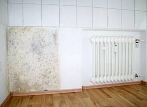 How to treat a wall against mold and mildew