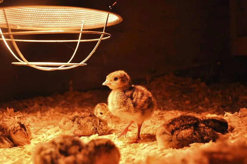 Цыплята возле лампы