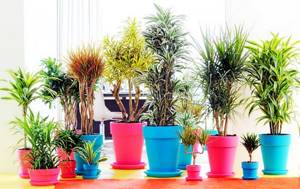 Dracaena effectively combats dry air