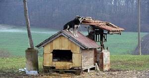 Комфорт и красота дешево: будка для собаки своими руками