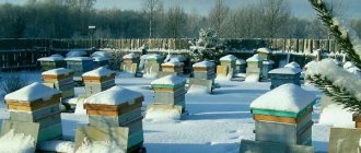 Wintering of bees